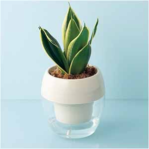 GreenWalk みずてまりんL(サンスベリア)【父の日】