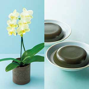 リーフ ミディ胡蝶蘭「グリーンピクシー」(SUSTEE付)＋太田製茶 玉露入りわらび餅【父の日】