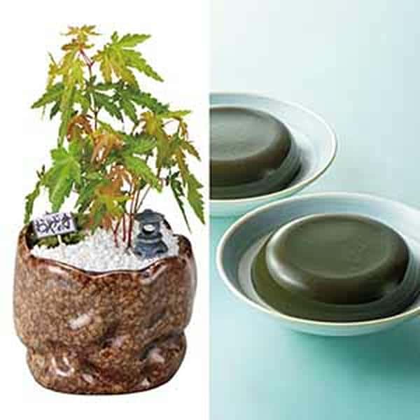 新月バラ園 親父の手紅葉(SUSTEE付)＋太田製茶 玉露入りわらび餅【父の日】