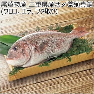 三重 尾鷲物産 三重県産活〆養殖真鯛（ウロコ、エラ、ワタ取り）【CB】