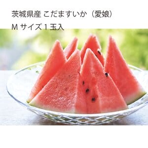 茨城県 筑西市地区 こだますいか(愛娘)Mサイズ 1玉入り【お届け期間:5月12日〜6月30日】【KN】
