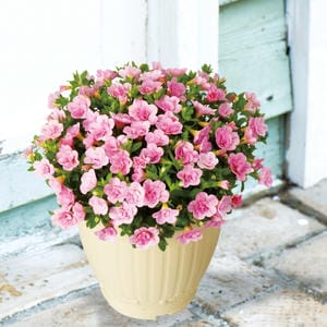 栃木 ジョルディカワムラ 八重咲きカリブラコア ティフォシーWベビーピンク(SUSTEE付)(鉢直径約15cm、高さ約25cm)【お届け期間:7月1日〜8月15日】【KN】