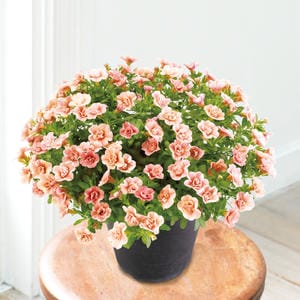 栃木 ジョルディカワムラ 八重咲きカリブラコア アンティーク No.38(SUSTEE付)(鉢直径約15cm、高さ約25cm)【お届け期間:7月1日〜8月15日】【KN】