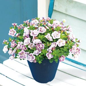 栃木 ジョルディカワムラ 八重咲きカリブラコア アンティーク No.05(SUSTEE付)(鉢直径約15cm、高さ約25cm)【お届け期間:7月1日〜8月15日】【KN】