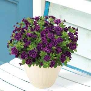 栃木 ジョルディカワムラ 八重咲きカリブラコア エレガンス No.08(SUSTEE付)(鉢直径約15cm、高さ約25cm)【お届け期間:7月1日〜8月15日】【KN】