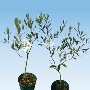 新潟 新津園芸 雪国育ちのオリーブ2種セット(ポット直径約12cm、高さ約30cm)【お届け期間:6月20日〜9月15日】【KN】