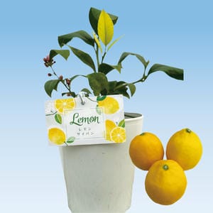 新潟 新津園芸 サイパンレモン(小さい実付き)(ポット直径約15cm、高さ約50cm)【お届け期間:6月20日〜9月15日】【KN】