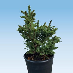 新潟 新津園芸 八房エゾ松(樹齢20年生以上品)(ポット直径約15cm、高さ約18cm)【お届け期間:6月20日〜9月15日】【KN】