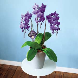 石原産業 胡蝶蘭「BLUE GENE(ブルージーン)」(SUStee付)3本立ち(お届け期間：7/1〜8/15)【夏の贈りもの・お中元】