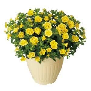 ジョルディ・カワムラ カリブラコア「ティフォシーダブル」クリアイエロー(SUStee付)(お届け期間：7/1〜8/15)【夏の贈りもの・お中元】