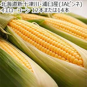 北海道新十津川・浦臼産(JAピンネ) イエローコーン 12本または14本【お届け期間：7月25日〜8月30日】【おいしいお取り寄せ】