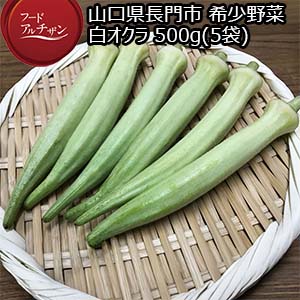 山口県長門市 希少野菜 白オクラ 500g(5袋)【お届け期間：7月22日〜9月25日】【フードアルチザン】