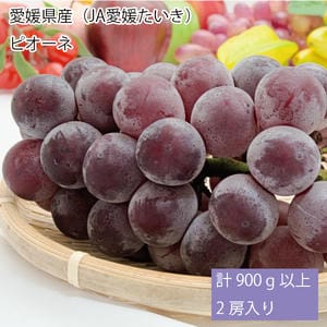 愛媛県産(JA愛媛たいき)ピオーネ 計900g以上・2房入り【お届け期間:8月1日〜8月31日】【旬鮮便】【NN】