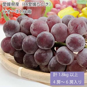 愛媛県産(JA愛媛たいき)ピオーネ 計1.8kg以上・3房〜5房入り【お届け期間:8月1日〜8月31日】【旬鮮便】【NN】