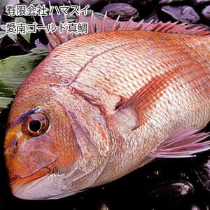 愛媛 有限会社ハマスイ 愛南ゴールド真鯛 【お届け期間:6月11日〜8月25日】【旬鮮便】【NN】