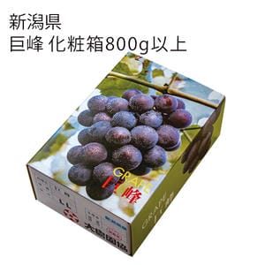 新潟県産 巨峰 化粧箱 800g以上【お届け期間:7月21日〜8月20日】【KN】