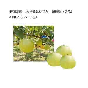 新潟県産 JA全農にいがた 新碧梨(秀品)(4.8kg(8〜12玉))【限定:30点】【お届け期間:9月10日〜9月30日】【KN】