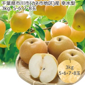 千葉県市川市(カネ市地区)産 幸水梨 3kg5・6・7・8玉【限定400点】【お届け期間:7/27(月)〜8/25(火)】【MK】