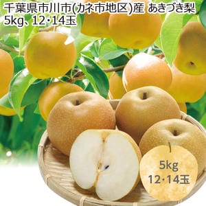 千葉県市川市(カネ市地区)産 あきづき梨 5kg 12・14玉【限定50点】【お届け期間:8/28(金)〜9/30(水)】【MK】