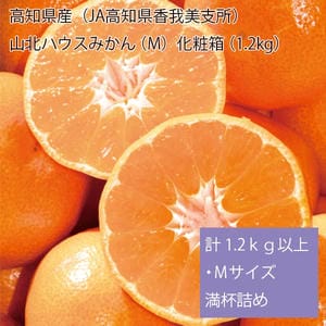 高知県産(JA高知県香我美支所)　山北ハウスみかん　化粧箱　計1.2kg以上・Mサイズ　【お届け期間:6月11日〜8月11日】【従業員感謝WEEK】【NN】