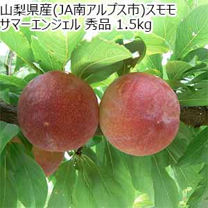 山梨県産(JA南アルプス市)スモモ サマーエンジェル 秀品 1.5kg 【限定100点】【お届け期間：7月1日〜7月15日】【お買い得セール6月】