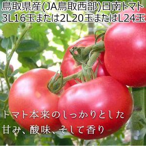 鳥取県産(JA鳥取西部)日南トマト3L16玉または2L20玉またはL24玉【お届け期間:7月15日〜9月15日】【超！ナツ夏祭り】【NN】
