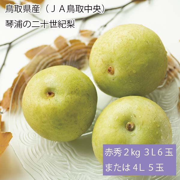 鳥取県産(JA鳥取中央)琴浦の二十世紀梨 赤秀2kg 3L6玉または4L5玉【お届け期間:8月26日〜9月25日】【梨ギフト】【NN】