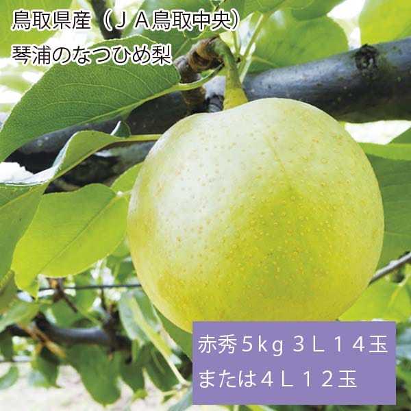 鳥取県産(JA鳥取中央)琴浦のなつひめ梨 赤秀5kg 3L14玉または4L12玉【お届け期間:8月18日〜9月10日】【梨ギフト】【NN】