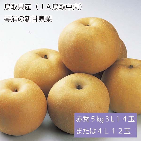 鳥取県産(JA鳥取中央)琴浦の新甘泉梨 赤秀5kg 3L14玉または4L12玉【お届け期間:8月20日〜9月15日】【梨ギフト】【NN】