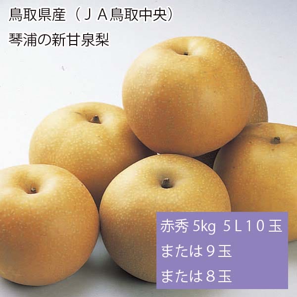 鳥取県産(JA鳥取中央)琴浦の新甘泉梨 赤秀5kg 5L以上10玉または9玉または8玉【お届け期間:8月20日〜9月15日】【梨ギフト】【NN】