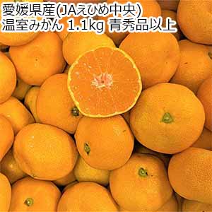 愛媛県産(JAえひめ中央) 温室みかん 1.1kg 青秀品以上 【限定300点】【お届け期間：9月1日〜9月18日】【お買い得セール8月】