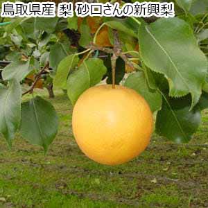 鳥取県産 梨 砂口さんの新興梨【限定50点】【お届け期間：10月1日〜10月31日】【秋のうまいもの市】