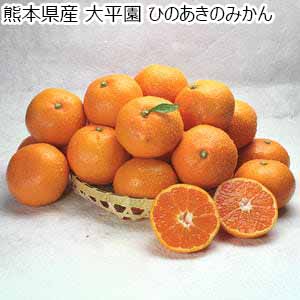 熊本県産 大平園 ひのあきのみかん【限定100点】【お届け期間：11月5日〜11月25日】【秋のうまいもの市】【おいしいお取り寄せ】