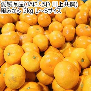 愛媛県産(JAにしうわ 川上共撰) 風みかん 5kg L〜Sサイズ【お届け期間:11月20日〜12月28日】【従業員感謝WEEK】