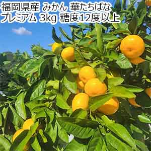 福岡県産 みかん 華たちばな プレミアム 3kg 糖度12度以上【お届け期間：11月15日〜11月30日】【オクトーバーフェスト】【おいしいお取り寄せ】