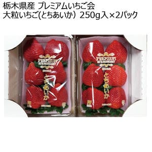 栃木県産 プレミアムいちご会 大粒いちご(とちあいか) 250g入×2パック【お届け期間:1月7日〜3月31日】【KN】