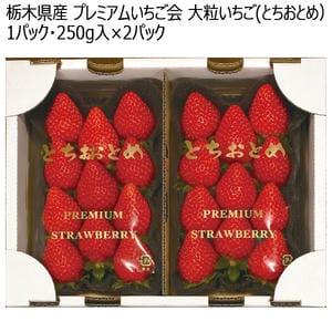 栃木県産 プレミアムいちご会 大粒いちご(とちおとめ) 250g入×2パック【お届け期間:1月7日〜3月31日】【KN】