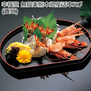 【お届け日承り便】幸福堂 無投薬熊本県産活車えび(養殖)【冬の贈りもの・お歳暮】