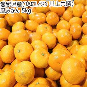 愛媛県産(JAにしうわ 川上共撰) 風みかん 5kg【限定800点】【お届け期間：11月20日〜12月28日】【ブラックフライデー】