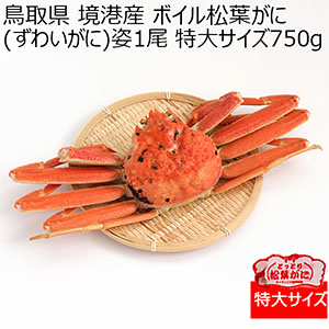 鳥取県 境港産 ボイル松葉がに(ずわいがに)姿1尾 (特大サイズ750g)【限定100点】【お届け期間：12月11日〜12月23日】【冬の贈りもの・お歳暮】