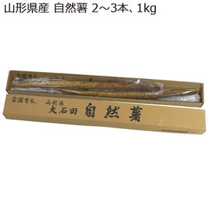 山形県産 自然薯 2〜3本、1kg【お届け期間:11月11日〜12月31日】【MK】