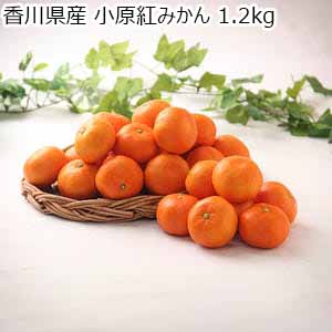 香川県産 小原紅みかん 1.2kg【限定100点】【お届け期間：11月20日〜12月30日】【ブラックフライデー】