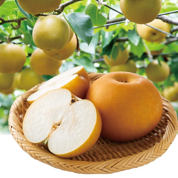 【7/14まで5％OFF】千葉県産 幸水梨 3Lサイズ 5kg 14玉